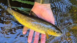 Niedrige Pegel, erwärmtes Wasser, weniger Sauerstoff: Wie Fische im Rhein um Atem ringen