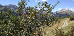 Prunier ou abricotier ? Le marmottier, un arbre fruitier qui brouille les pistes