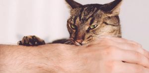 Est‑ce que vous jouez avec votre chat ou est‑ce que vous êtes juste en train de l’embêter ?