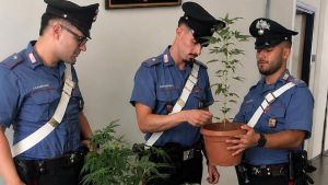 Voghera, una lite condominiale fa scoprire alcune piante di marijuana sul balcone: donna denunciata