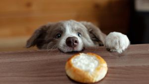 Dürfen Hunde Frischkäse fressen? Darauf sollten Besitzer achten