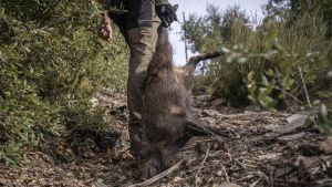 Primera semana sin casos de peste porcina en Collserola, pero las restricciones se mantienen