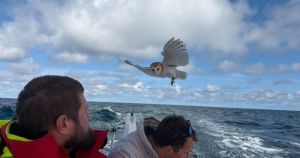 Owl with ‘fighting spirit’ saved after soldiers in race find it 70 miles out at sea