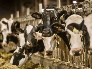 CHARLEBOIS: Canadians paid dairy farmers for competition consumers never got