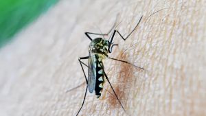 Nuovo caso di West Nile a Bagno a Ripoli: infettata una cornacchia