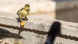 La desinformación y lo que creemos saber