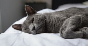 Sexsomnia: What We Know About Sexual Behaviors During Sleep
