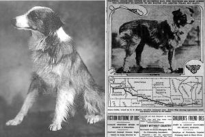 In 1923, a lost dog miraculously walked from Indiana to his doorstep in Oregon. Here’s how.