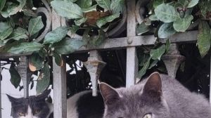 Colonia felina in pericolo. L’allarme delle gattare