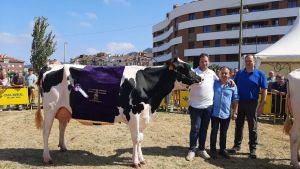 Villaviciosa diseña su concurso digital de ganado: el jurado solo verá vídeos de las vacas en una pantalla gigante