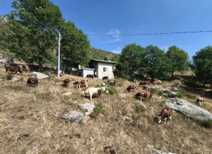 Valchiusa, allarme rosso per margari e mandrie