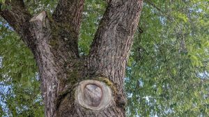 Wie aus Wunden am Baum das Leben erwacht: Astlöcher, Baumhöhlen und ihre Geheimnisse