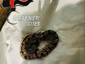 Castel Volturno, tratto in salvo un pitone reale: era stato abbandonato in un sacchetto