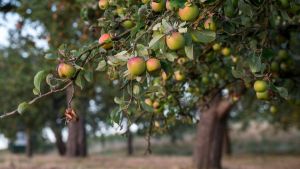 Streuobst-Saison startet für Kleinerzeuger am Bodensee: So viel Geld gibt es fürs Obst