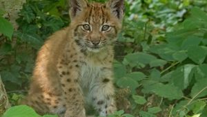 Die beiden Jungluchse im Tierpark Lange Erlen sollen einen Beitrag für den Erhalt ihrer Art leisten