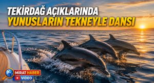 Tekirdağ Açıklarında Yunusların Tekneyle Dansı