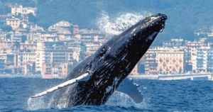Il Mar Ligure paradiso dei cetacei