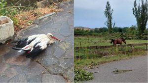 Disastro maltempo, animali a rischio. Cicogna salvata in extremis. Allevamento spazzato via: paura per 60 cavalli