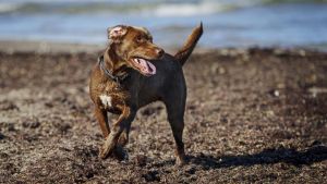 Hunde er langt farligere end ulve - hvorfor taler vi ikke om det?