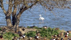 Detectados los virus del Nilo Occidental y Usutu en mosquitos en los Aiguamolls de l’Empordà