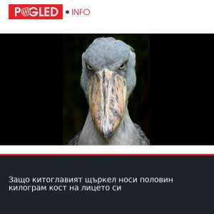 Защо китоглавият щъркел носи половин килограм кост на лицето си