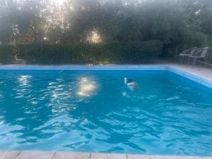 Espliego, que no faneca (VI)