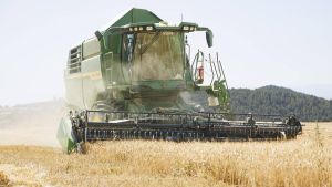 El precio del cereal sube de golpe y activa las alertas: la carne de pollo y de cerdo podría ser más cara antes de fin de año