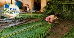 How Generations of Coastal Families Learned to Use Every Part of the Coconut Plant