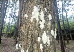Emerging Threat of Invasive Insect Pests