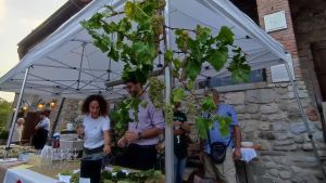 Saslà, l’uva di famiglia che resiste ai secoli