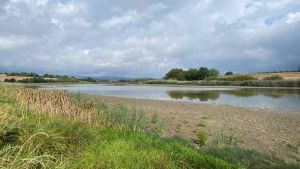 Fische sterben nach Regenmangel: Bifangweiher wird als Notfallmaßnahme abgelassen