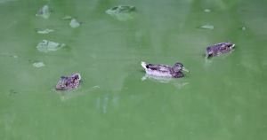 Lough Neagh is a victim of political pollution