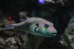 Israeli study fingers Red Sea fish most likely to invade Mediterranean next