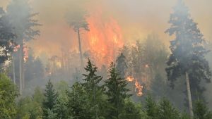 Riesiger Waldbrand in Schramberg und eine Luxusvilla am Bodensee zum Verkauf: Der Wochenrückblick