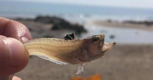 The most dangerous creatures to watch out for at the Norfolk coast