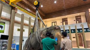 Joymoti arrives at Vantara for urgent medical care following flood rescue