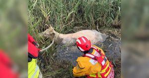 Photo shows rescue of cow stuck neck-deep in water