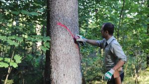 Alarm im Wald: Hitzestress und Borkenkäfer setzen Bäumen dramatisch zu