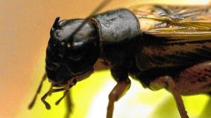 Buchdrucker, Heuschrecken und Hornissen: Diese Insekten profitieren vom heißen Sommer am Hochrhein