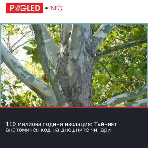 110 милиона години изолация: Тайният анатомичен код на днешните чинари