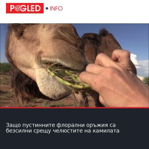 Защо пустинните флорални оръжия са безсилни срещу челюстите на камилата