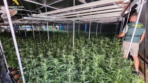 Legalización de la marihuana