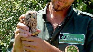 La fauna a Milano? Sono arrivati animali mai visti. Quali sono e perché si sono stabiliti in città