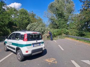 Dopo gli alberi caduti, arrivano le potature sul terzo ponte a Ivrea