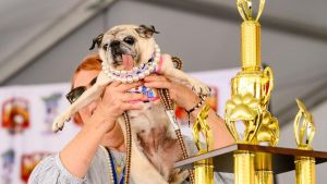 Hunde: Welcher ist der hässlichste Hund der Welt?
