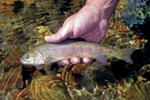 California is home to the rarest trout in North America. It’s now in danger from Trump