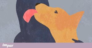 O luto invisível: afinal não era só um cão
