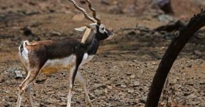 Why Do Male Blackbucks Turn Black? The Science Behind Their Striking Coat