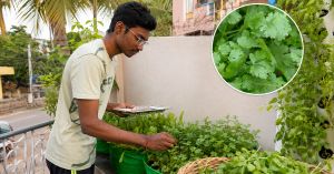 From Seeds to Fresh Leaves in 35 Days: Ananthapur Gardener Shares Trick to Grow Coriander in a Pot