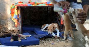 The Easy, Low-Cost Ways Bengaluru Locals Keep Street Dogs Dry & Fed in the Rains